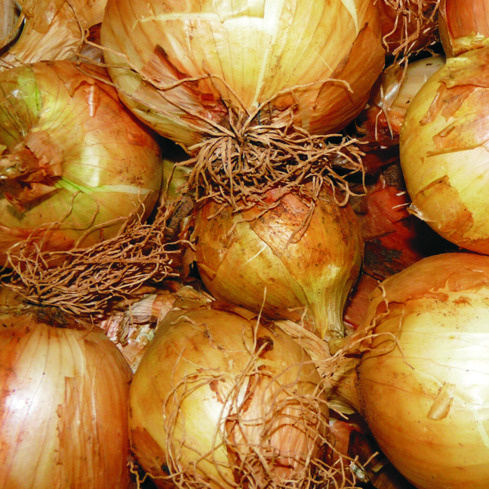 Ceba seca BLANCA -Lleida-