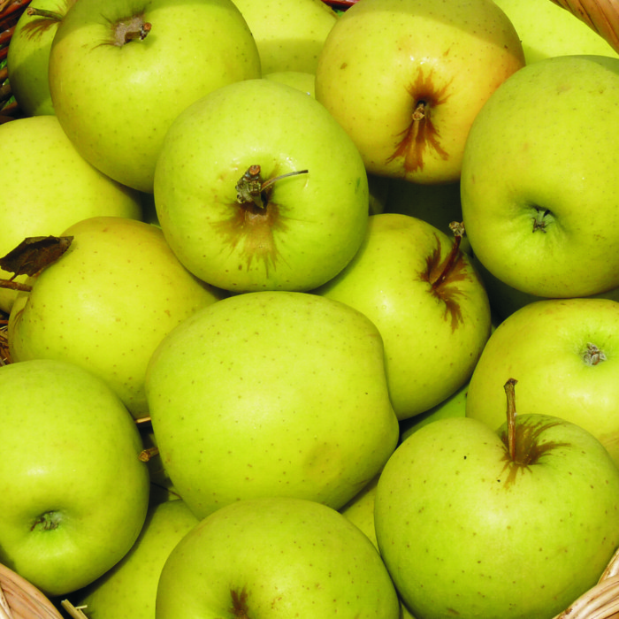 Poma GOLDEN -Lleida-