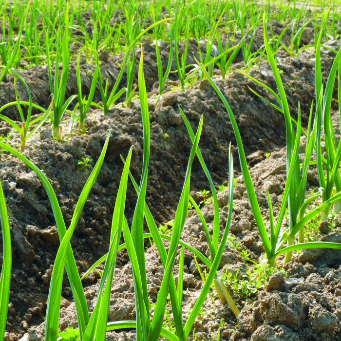 Alls tendres (manat)