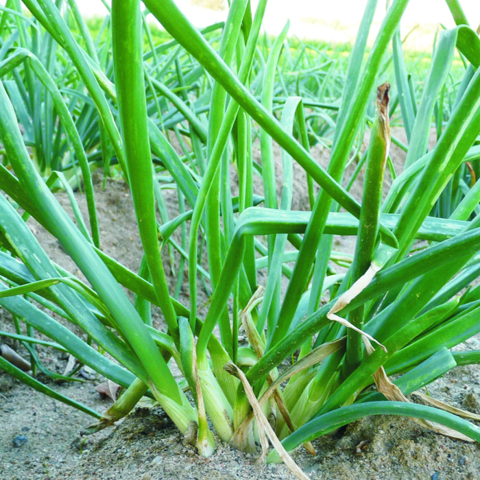 Calçots (feix 20 un.)