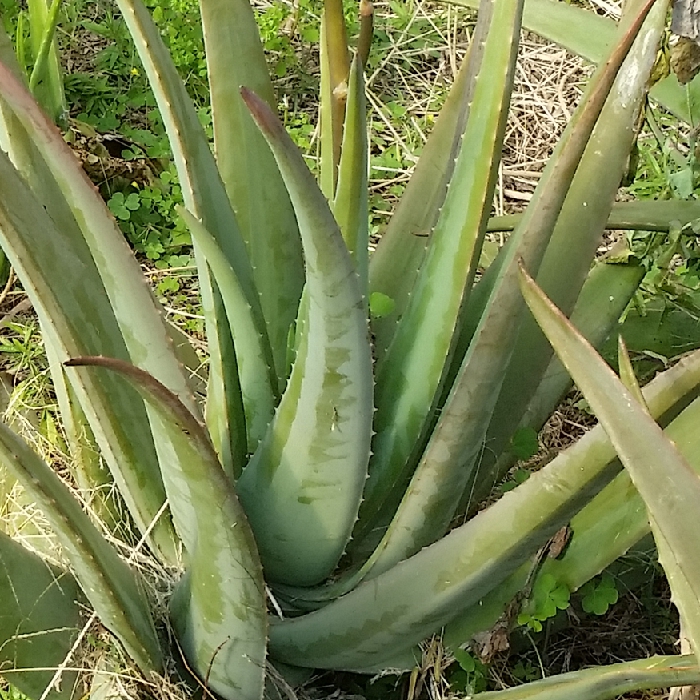 Aloe vera Medicinal (+3 anys)