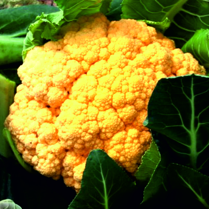 Coliflor groga (kg)